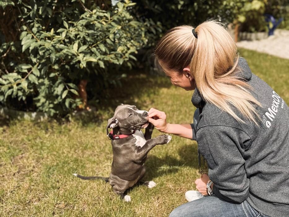 Bilder Hundekompetenzzentrum MexxDogs
