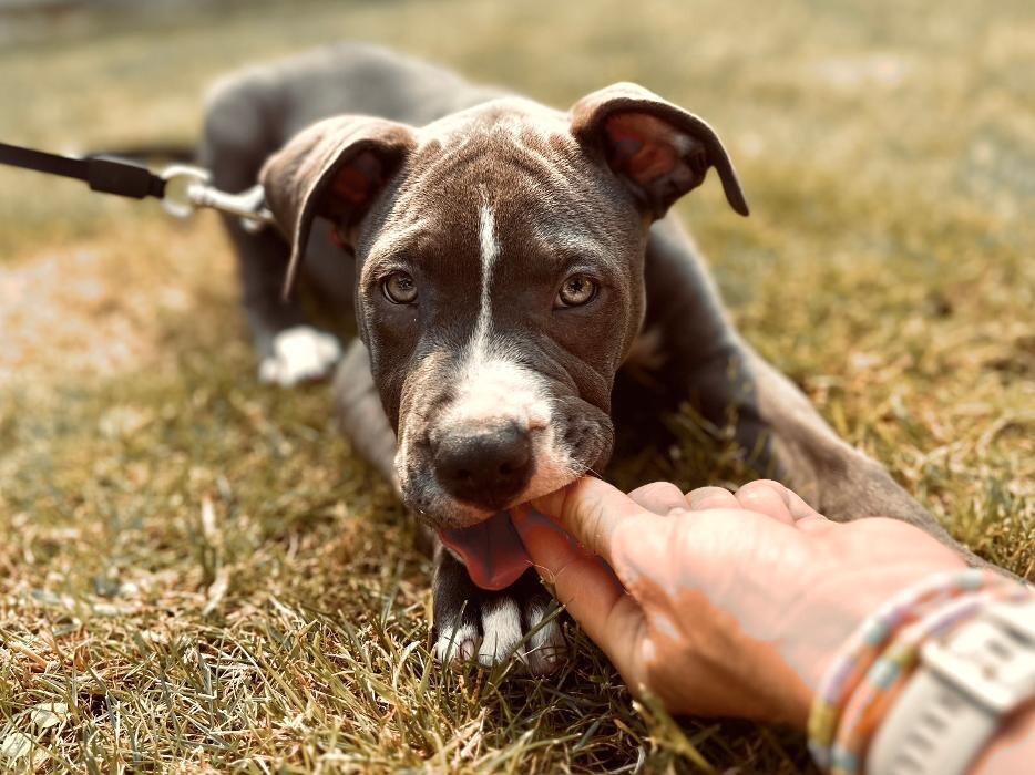 Bilder Hundekompetenzzentrum MexxDogs