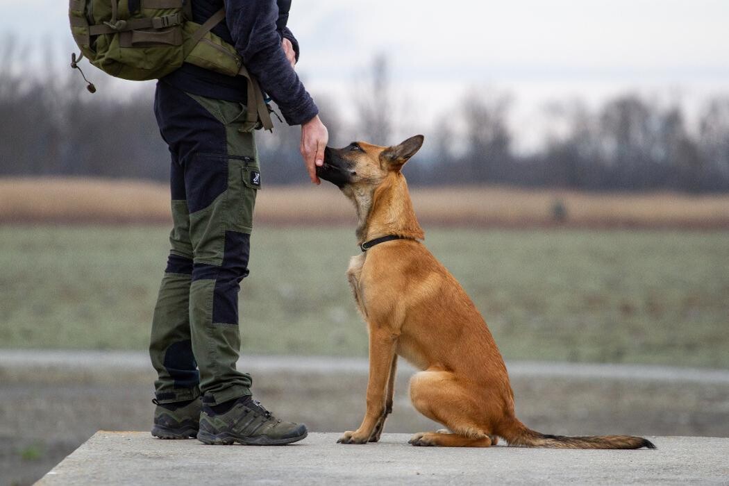 Bilder Hundekompetenzzentrum MexxDogs