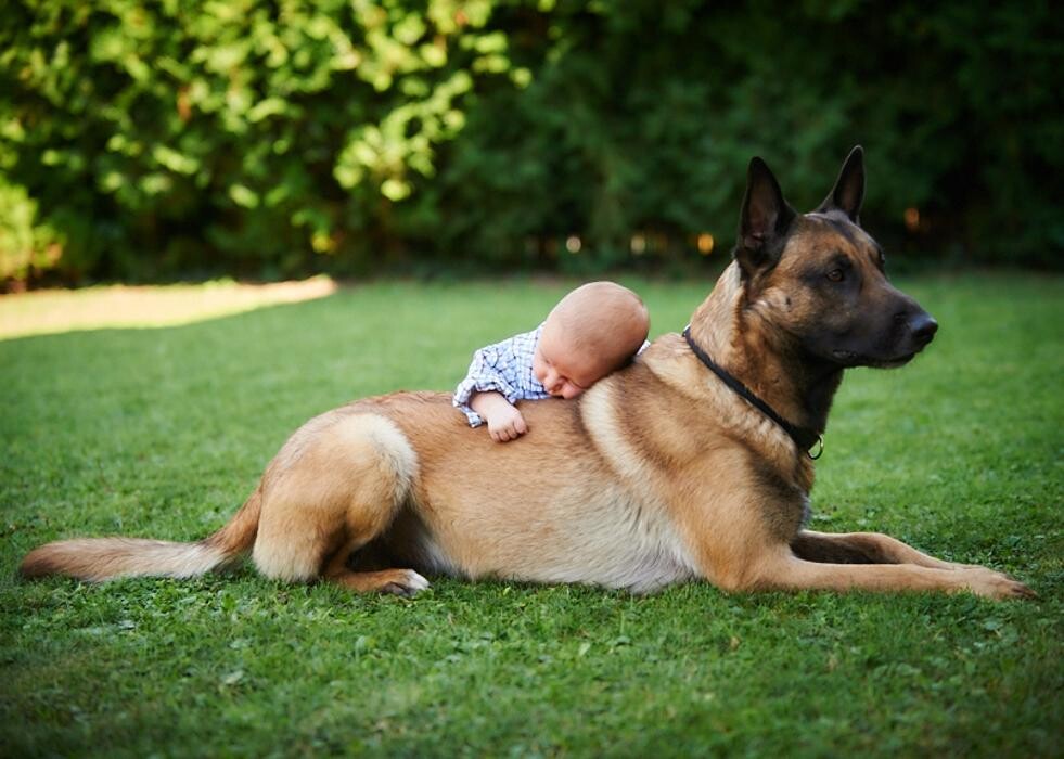 Bilder Hundekompetenzzentrum MexxDogs