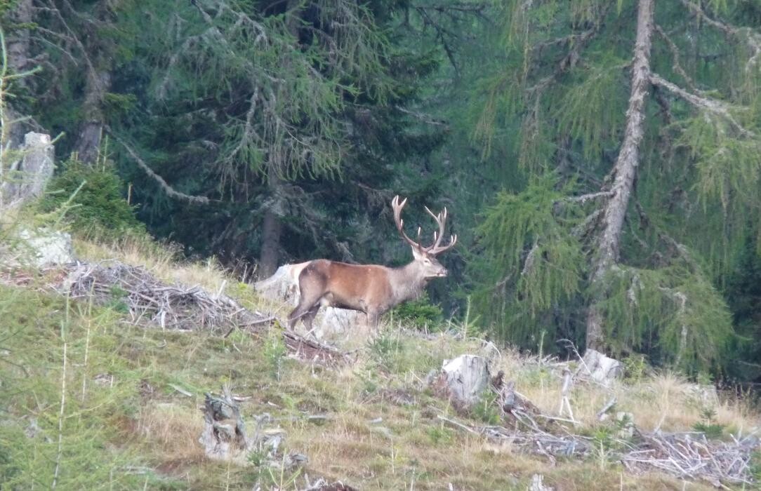 Bilder Ferienhäuser Tröster