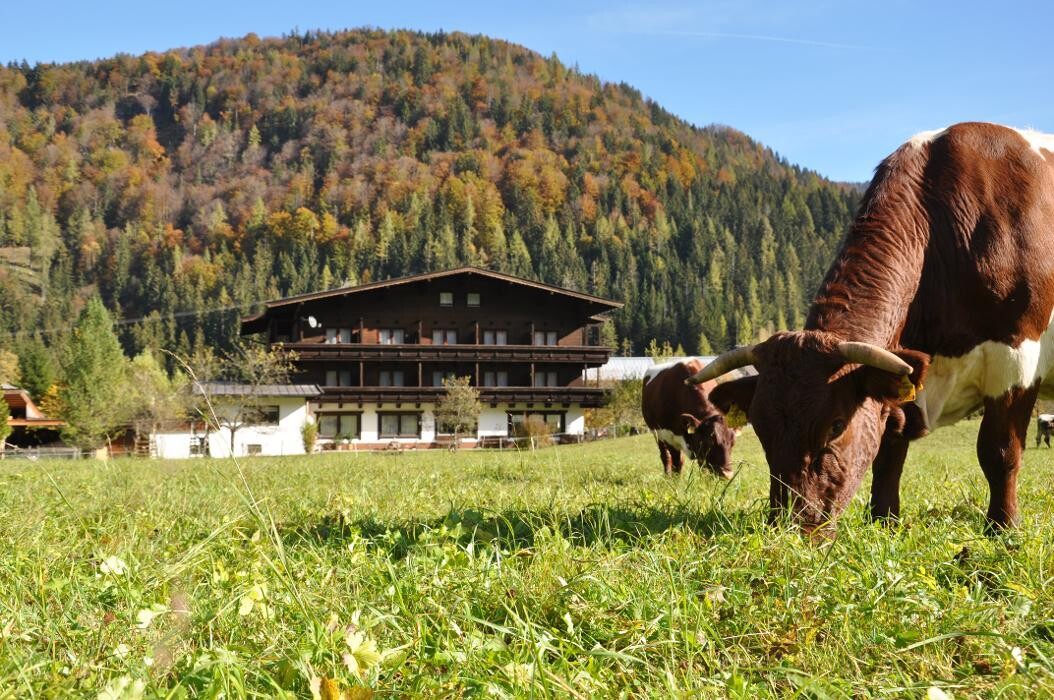 Bilder Pension Wilder Kaiser - Kirchdorf in Tirol