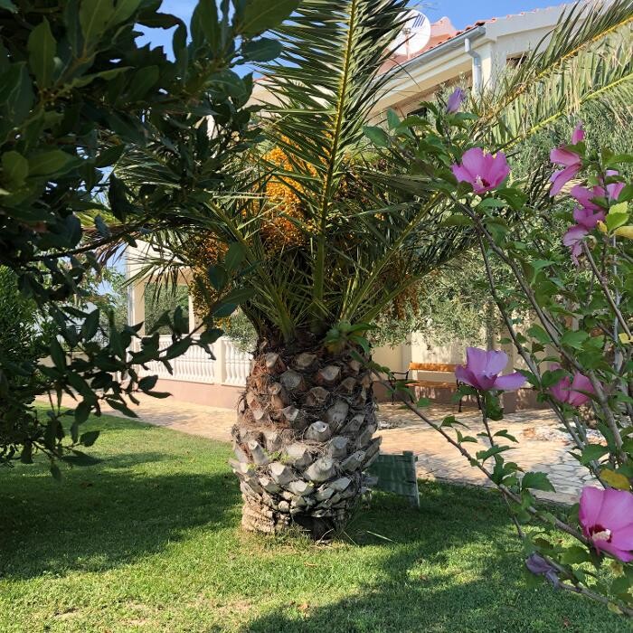 Villa Olive Grove Logo
