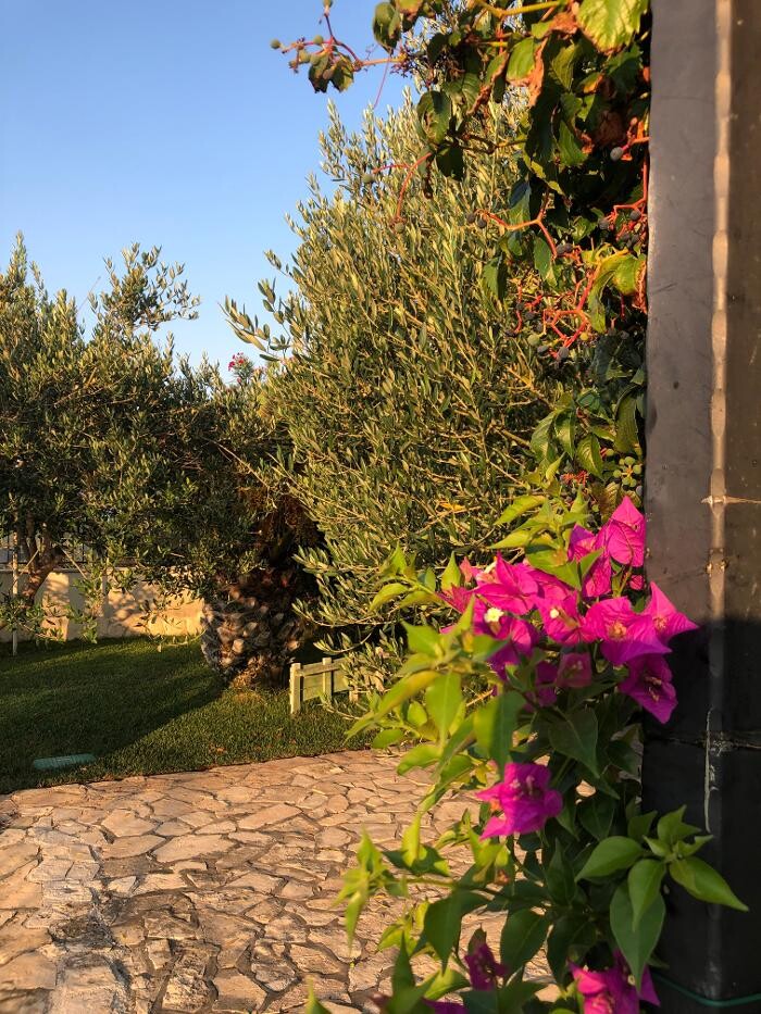Bilder Villa Olive Grove