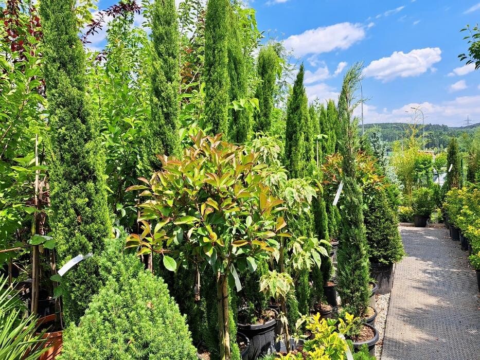 Bilder Mayer's Gartenwelt