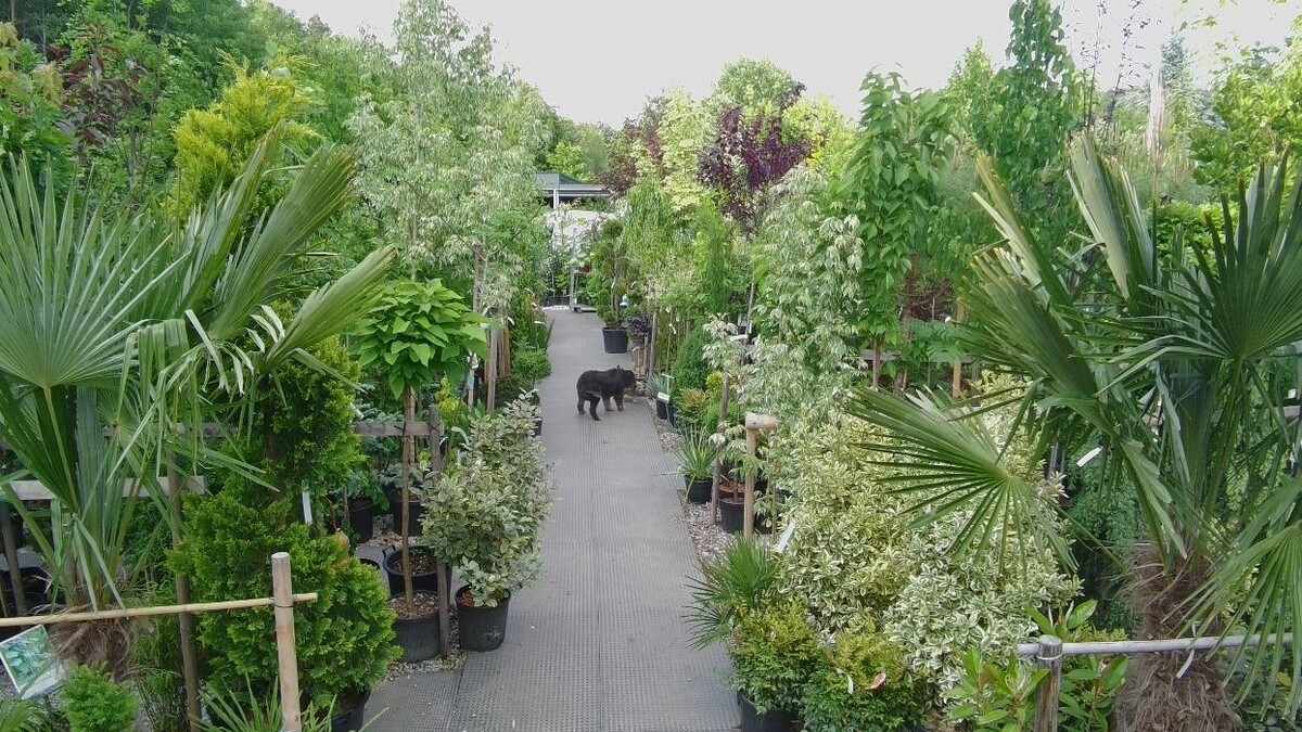 Bilder Mayer's Gartenwelt