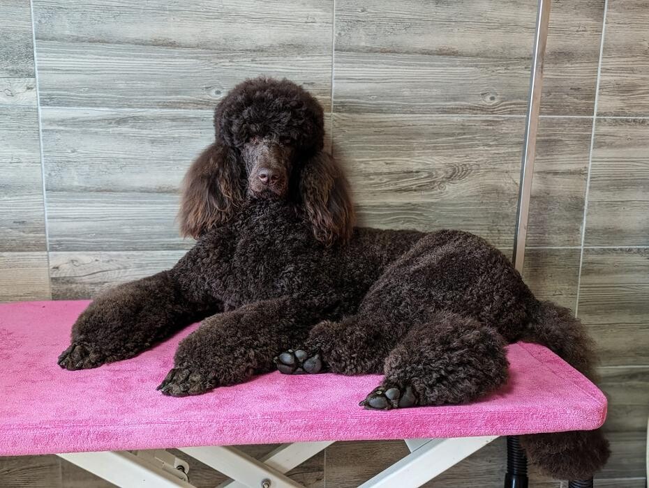 Bilder Hundesalon & Ernährungsberatung Gabi Radler