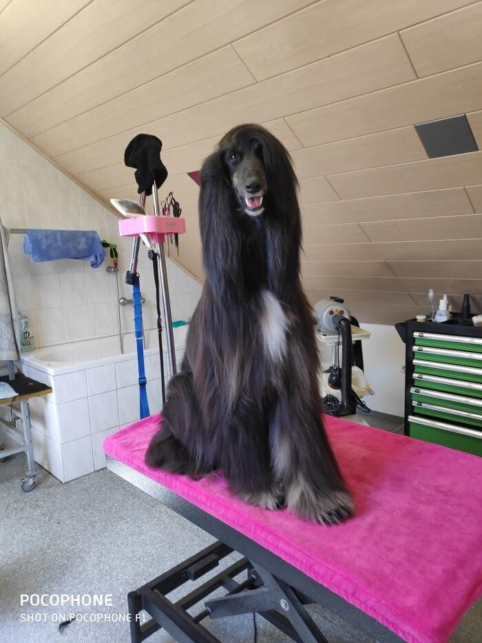 Bilder Hundesalon & Ernährungsberatung Gabi Radler