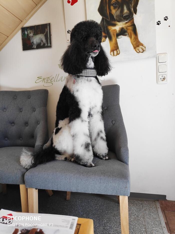 Bilder Hundesalon & Ernährungsberatung Gabi Radler