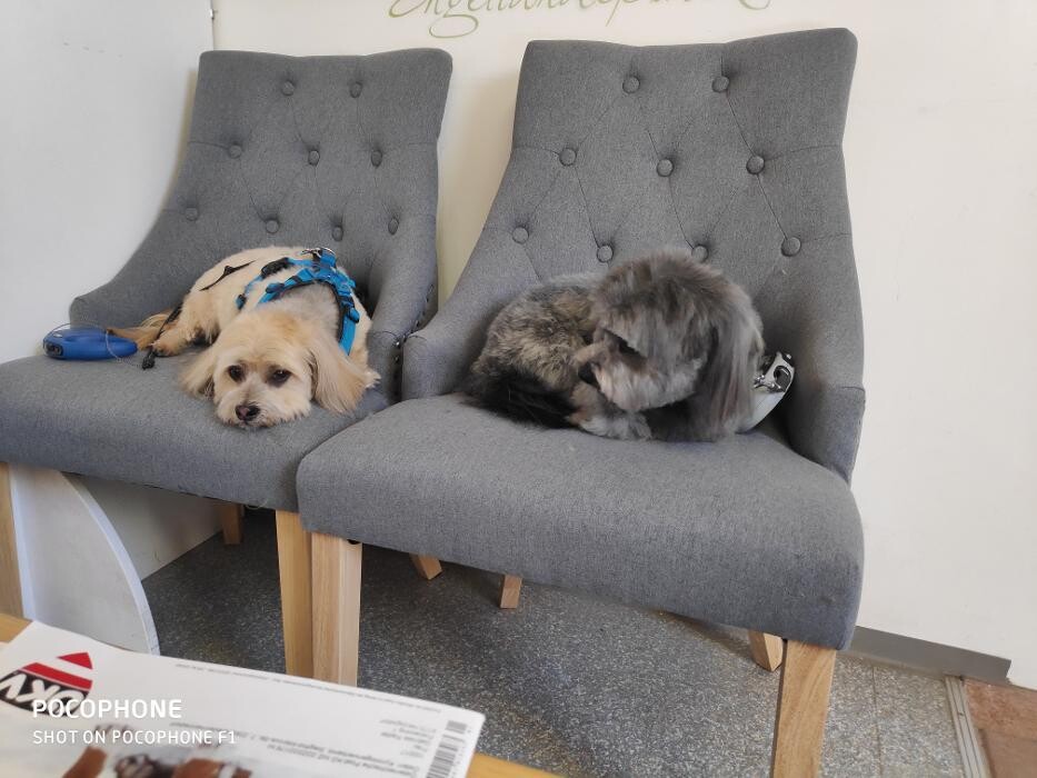 Bilder Hundesalon & Ernährungsberatung Gabi Radler