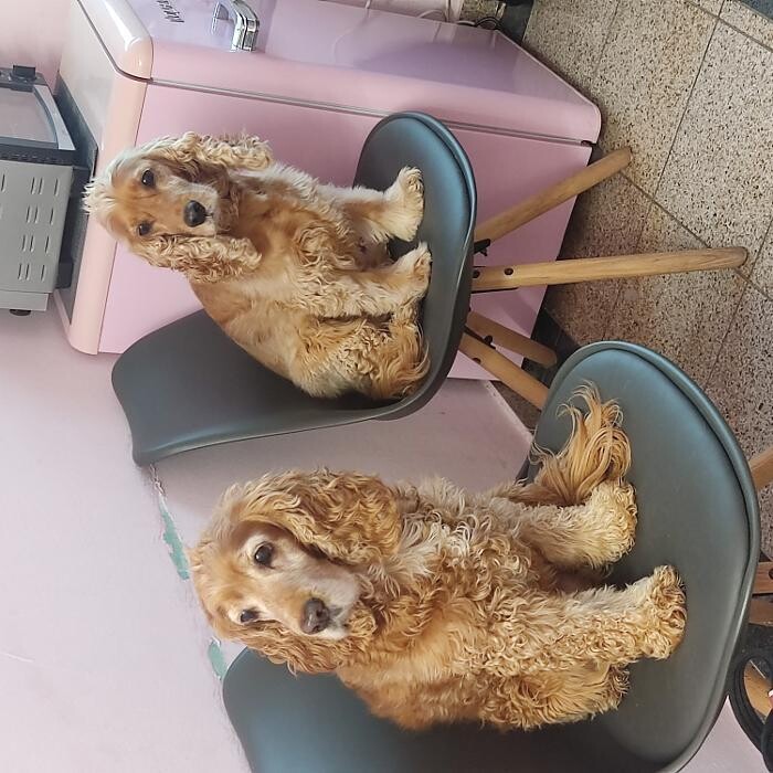 Bilder Trendy Dog