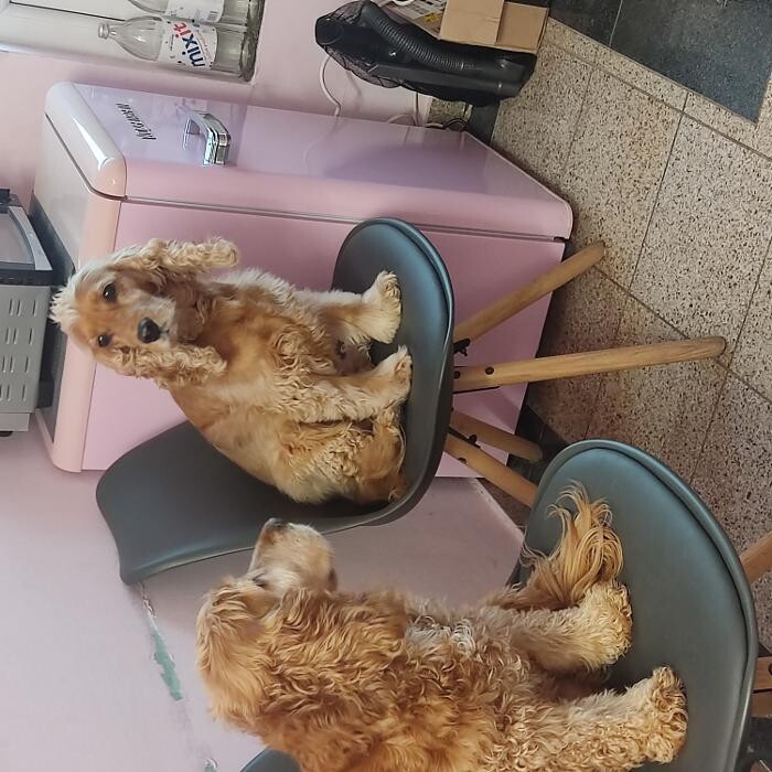 Bilder Trendy Dog
