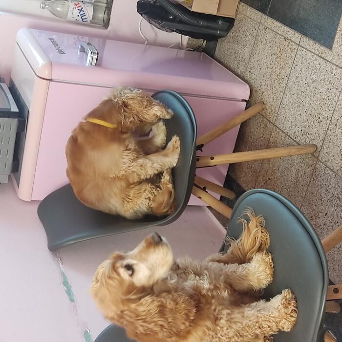 Bilder Trendy Dog