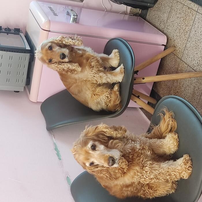 Bilder Trendy Dog