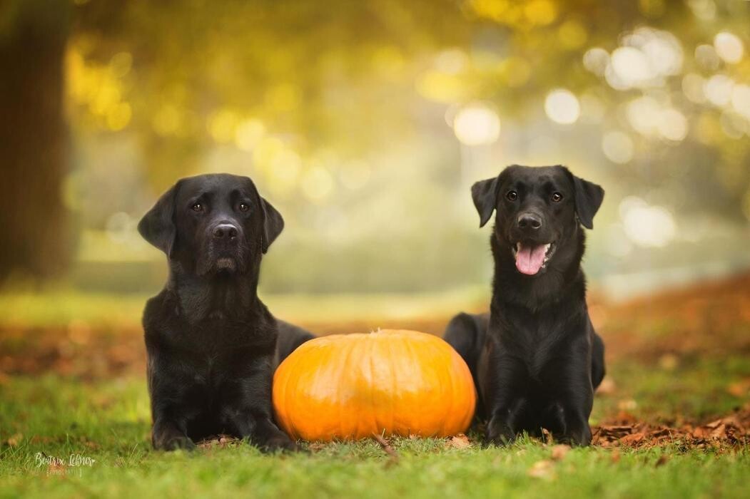 Bilder Chaosauf4Pfoten Hundetraining