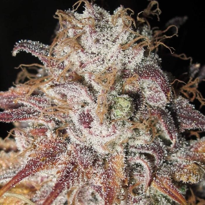 Bilder Mr Hanf - Hanfsamen, CBD, Head & Growshop
