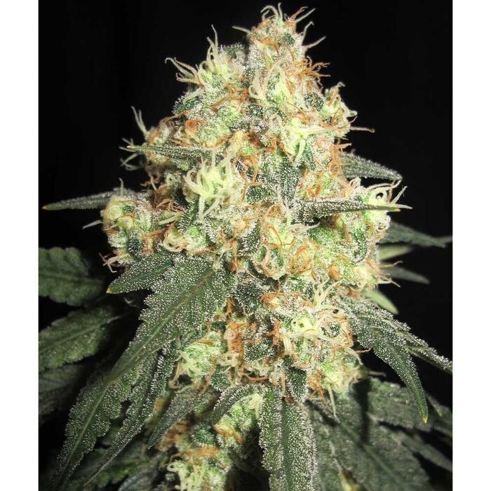 Bilder Mr Hanf - Hanfsamen, CBD, Head & Growshop