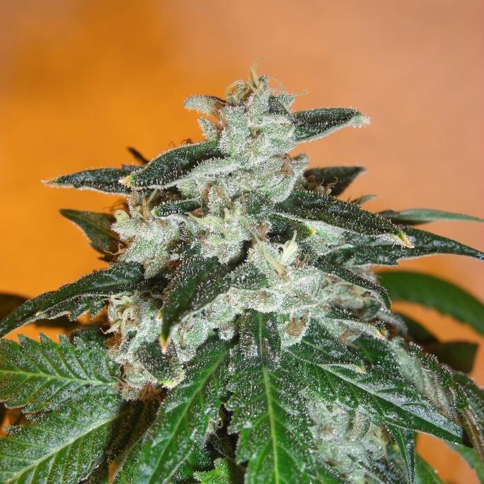 Bilder Mr Hanf - Hanfsamen, CBD, Head & Growshop