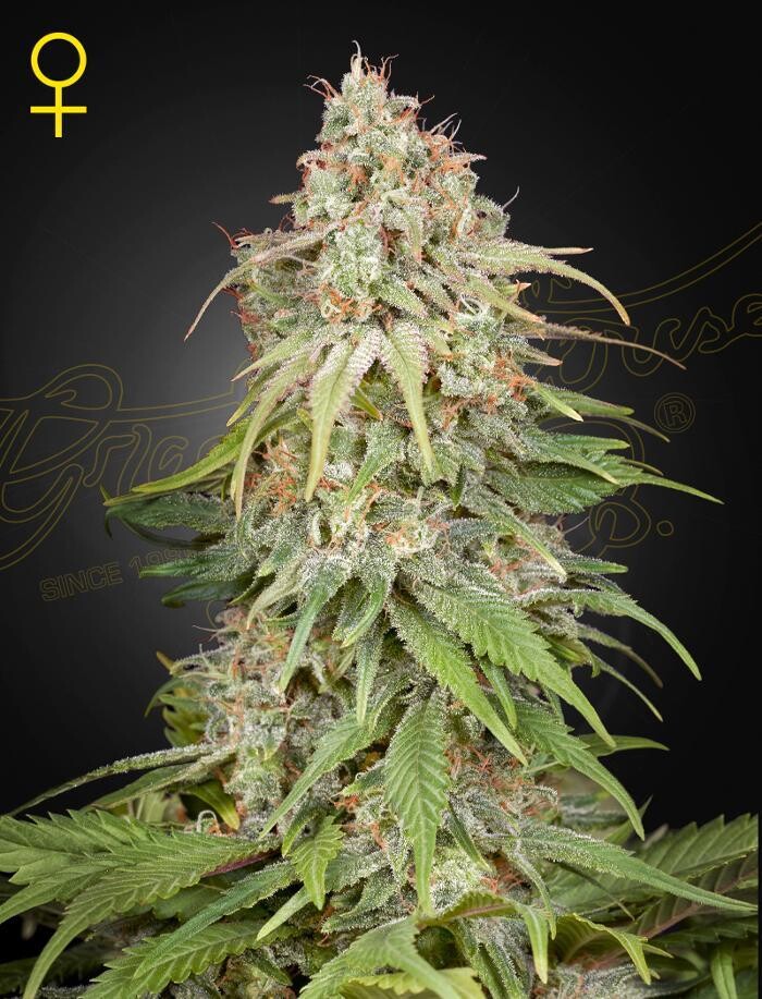 Bilder Mr Hanf - Hanfsamen, CBD, Head & Growshop
