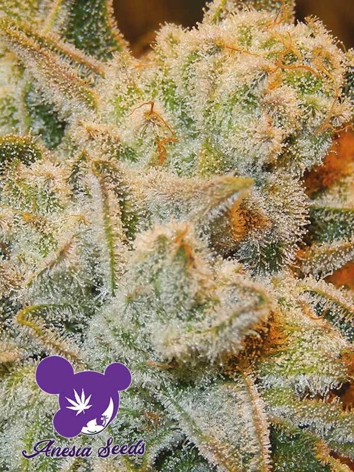 Bilder Mr Hanf - Hanfsamen, CBD, Head & Growshop