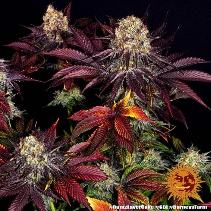 Bilder Mr Hanf - Hanfsamen, CBD, Head & Growshop