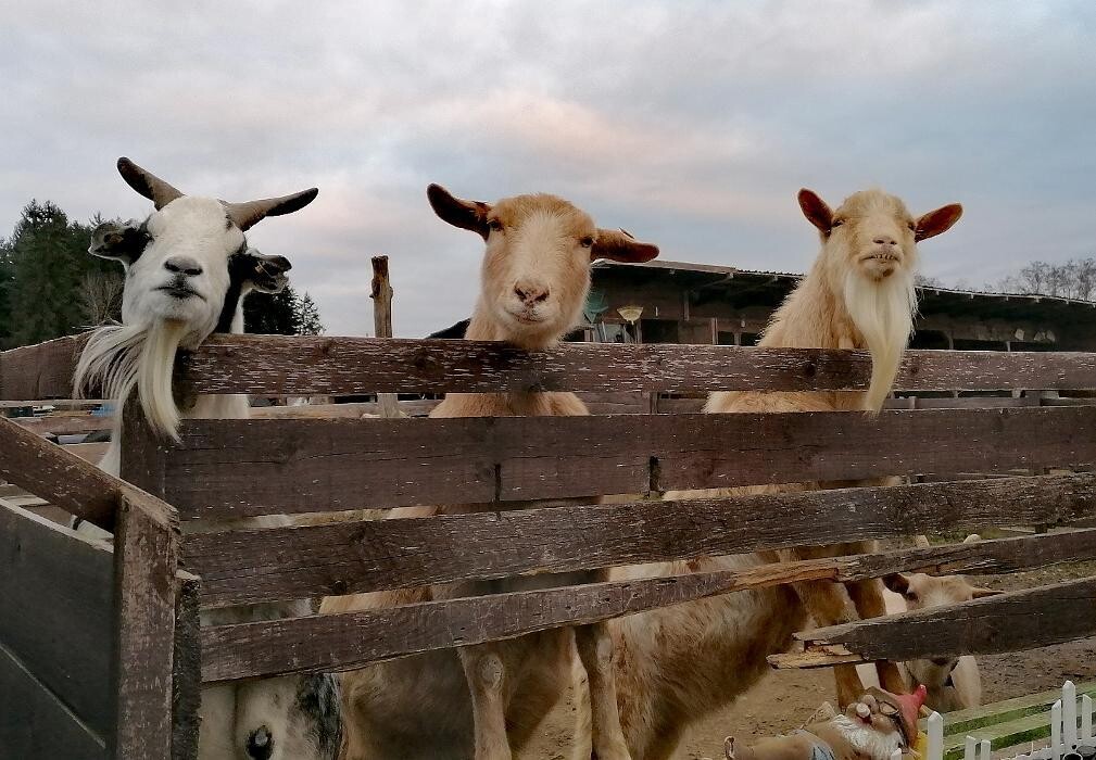 Bilder K.N.U.T. Karins Neue Unterhaltsame Tierwelt
