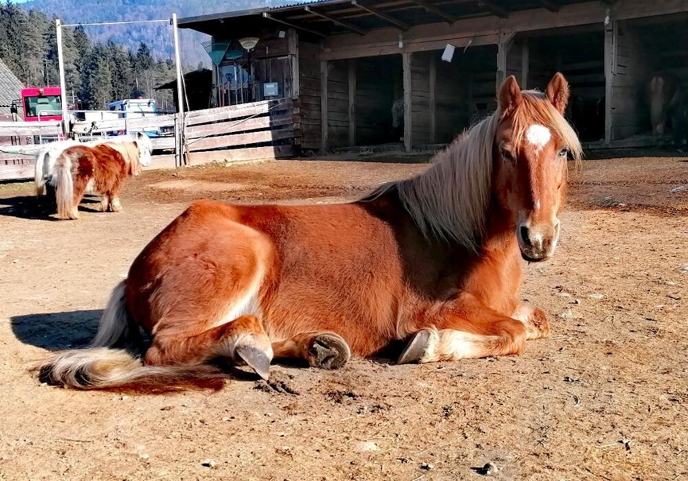Bilder K.N.U.T. Karins Neue Unterhaltsame Tierwelt