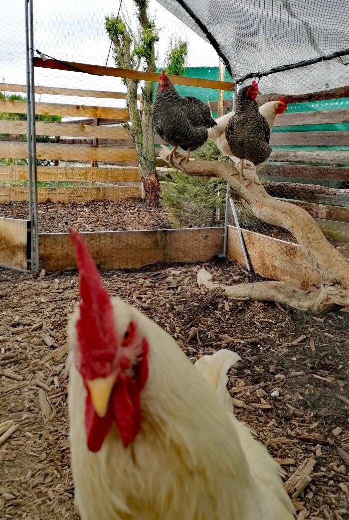 Bilder K.N.U.T. Karins Neue Unterhaltsame Tierwelt