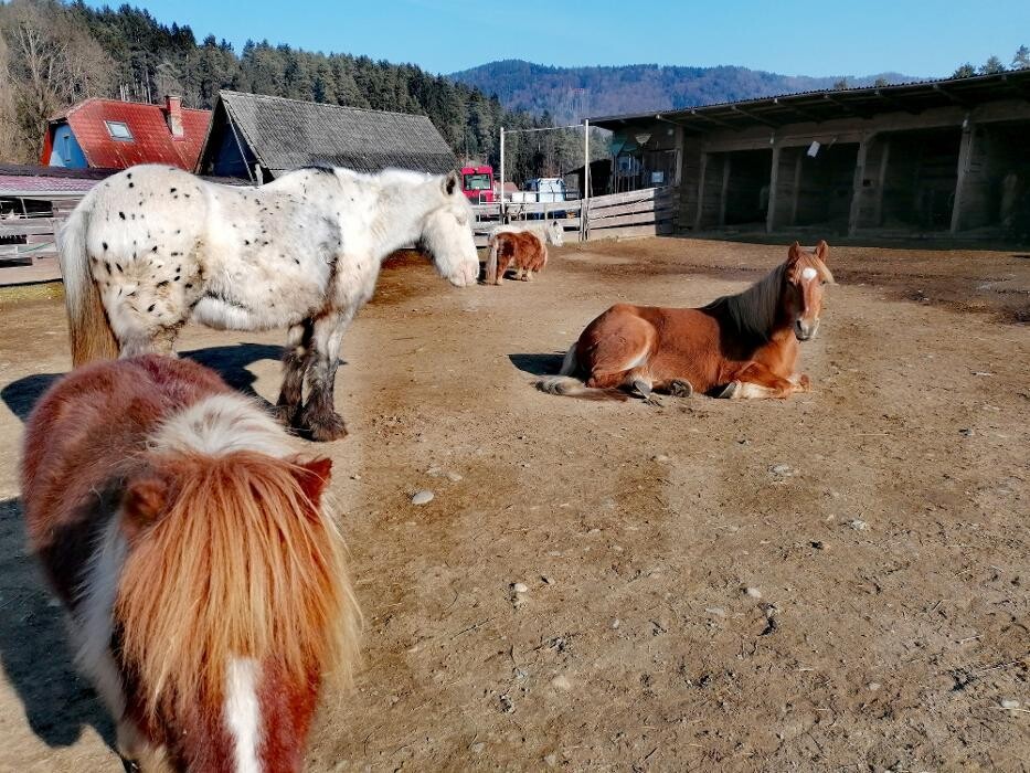 Bilder K.N.U.T. Karins Neue Unterhaltsame Tierwelt