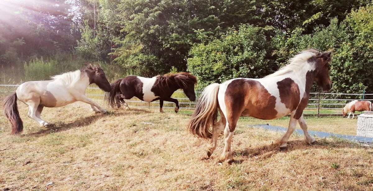 Bilder K.N.U.T. Karins Neue Unterhaltsame Tierwelt