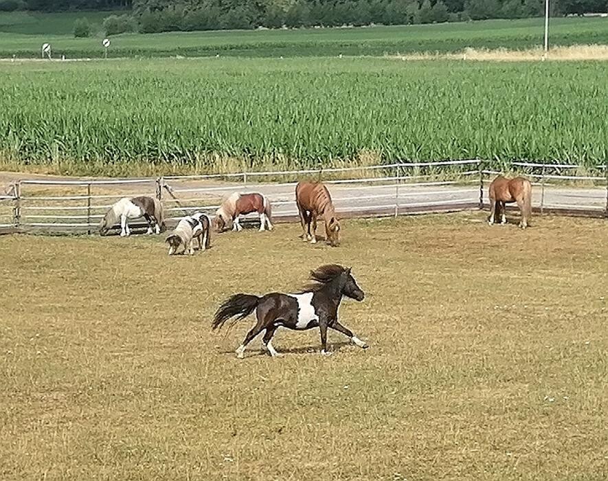 Bilder K.N.U.T. Karins Neue Unterhaltsame Tierwelt