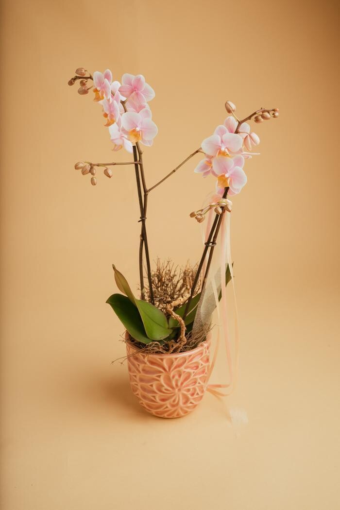 Bilder Blumen GRAN - Birgit Malner