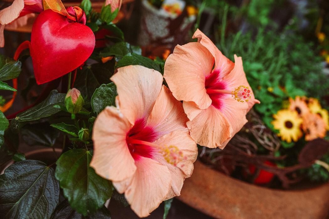 Bilder Blumen GRAN - Birgit Malner