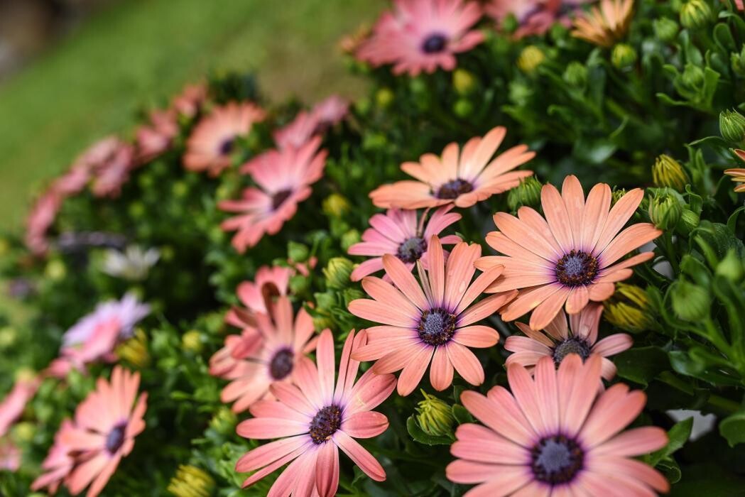 Bilder Blumen GRAN - Birgit Malner