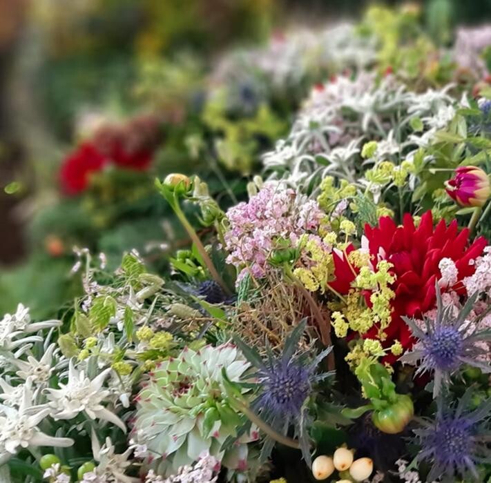 Bilder Blumen MAYR