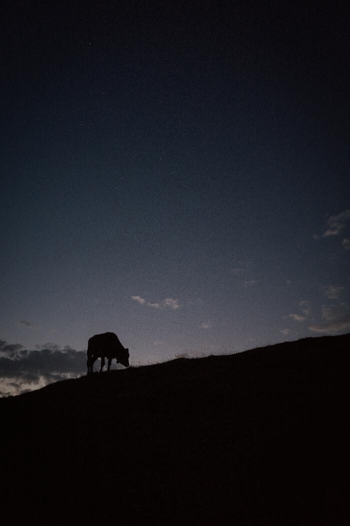 Bilder BuchackerAlm - BlackAngusAlm