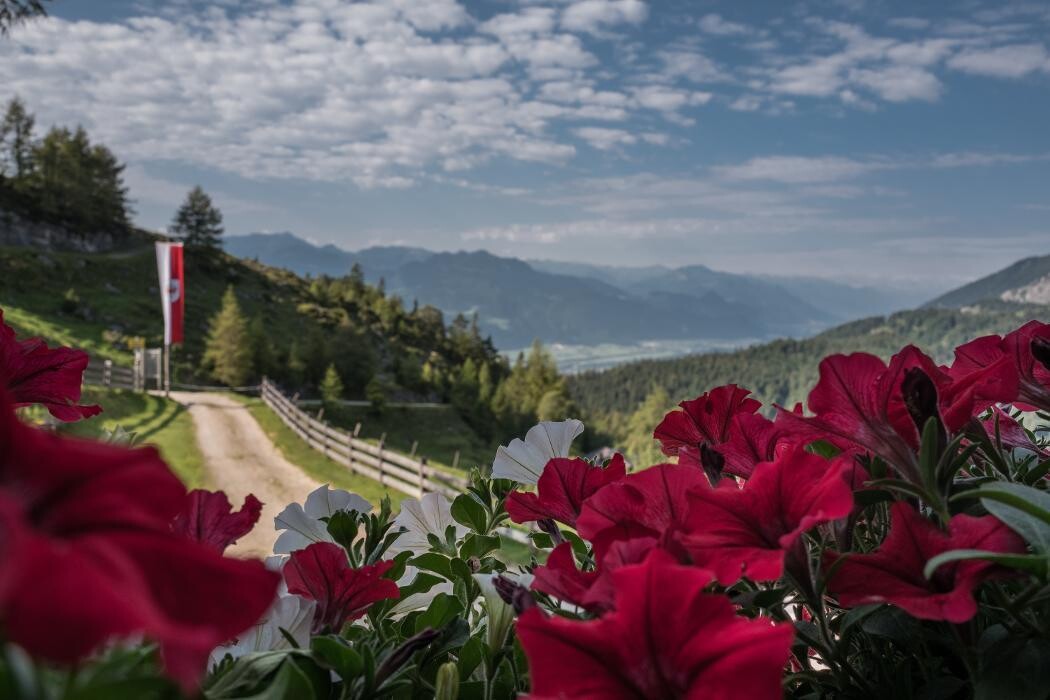 Bilder BuchackerAlm - BlackAngusAlm