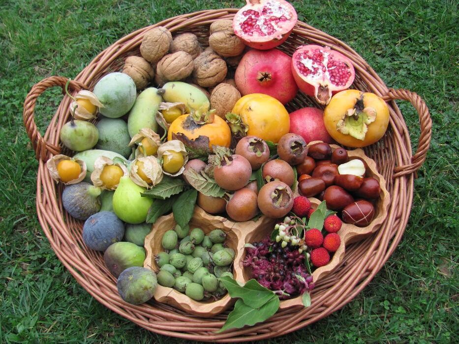 Bilder AustroPalm - Bio-Gärtnerei