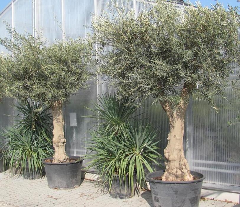 Bilder AustroPalm - Bio-Gärtnerei