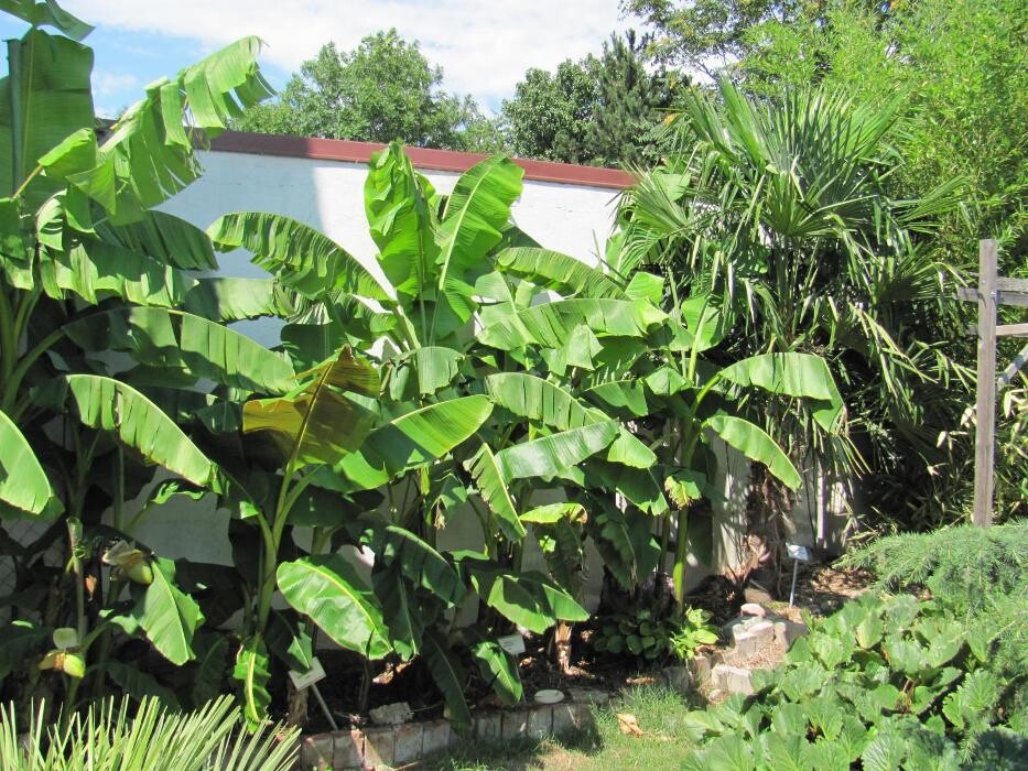 Bilder AustroPalm - Bio-Gärtnerei