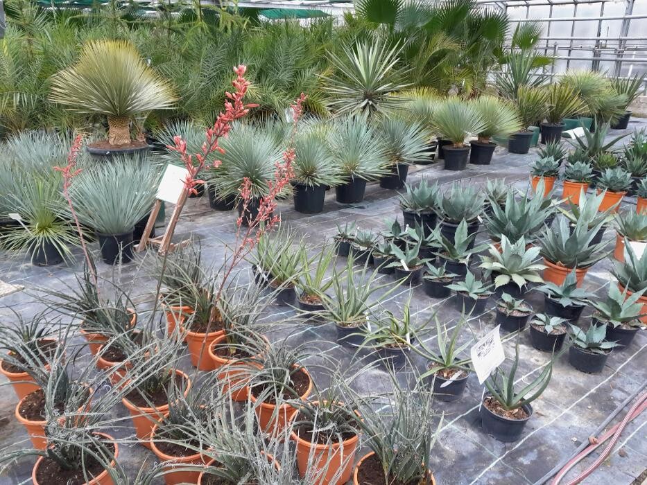 Bilder AustroPalm - Bio-Gärtnerei