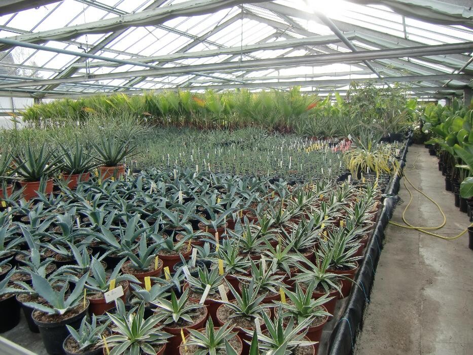 Bilder AustroPalm - Bio-Gärtnerei