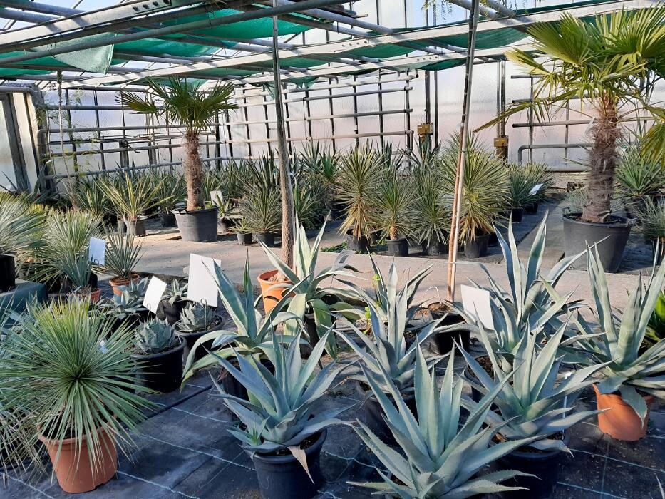 Bilder AustroPalm - Bio-Gärtnerei