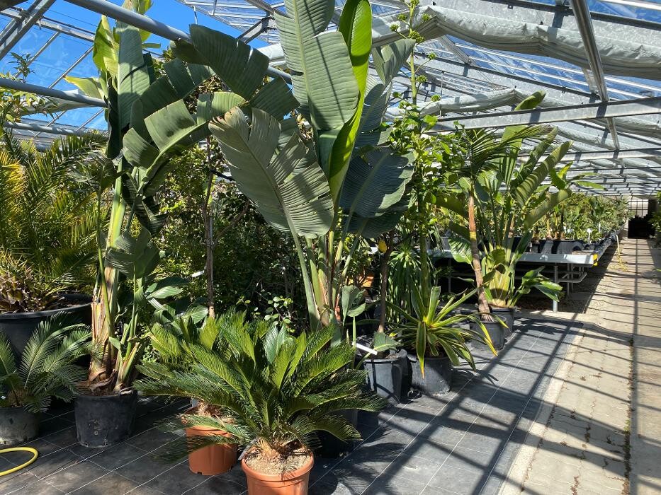 Bilder AustroPalm - Bio-Gärtnerei