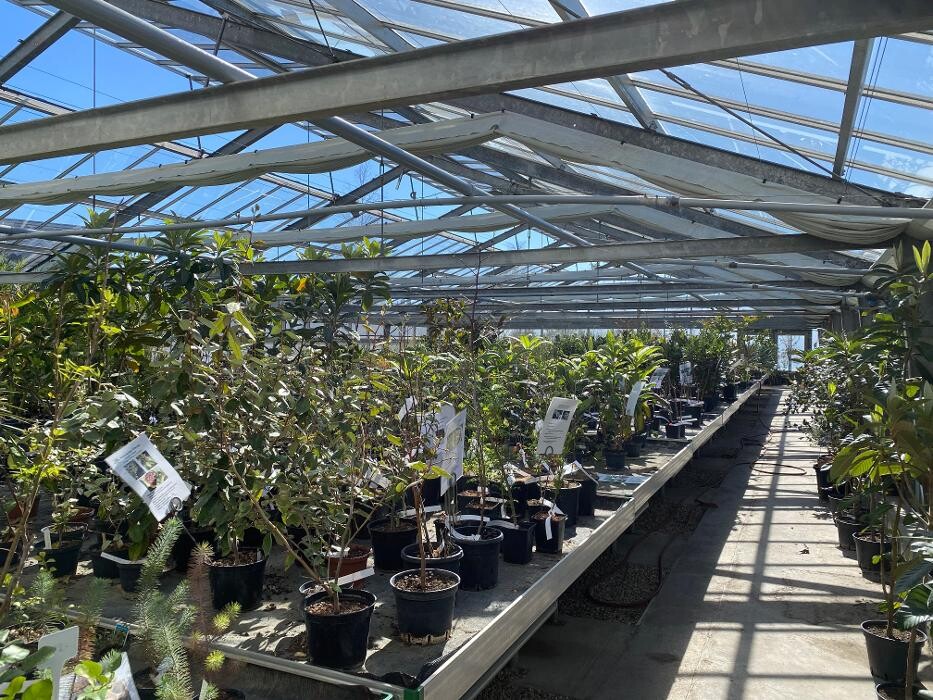 Bilder AustroPalm - Bio-Gärtnerei