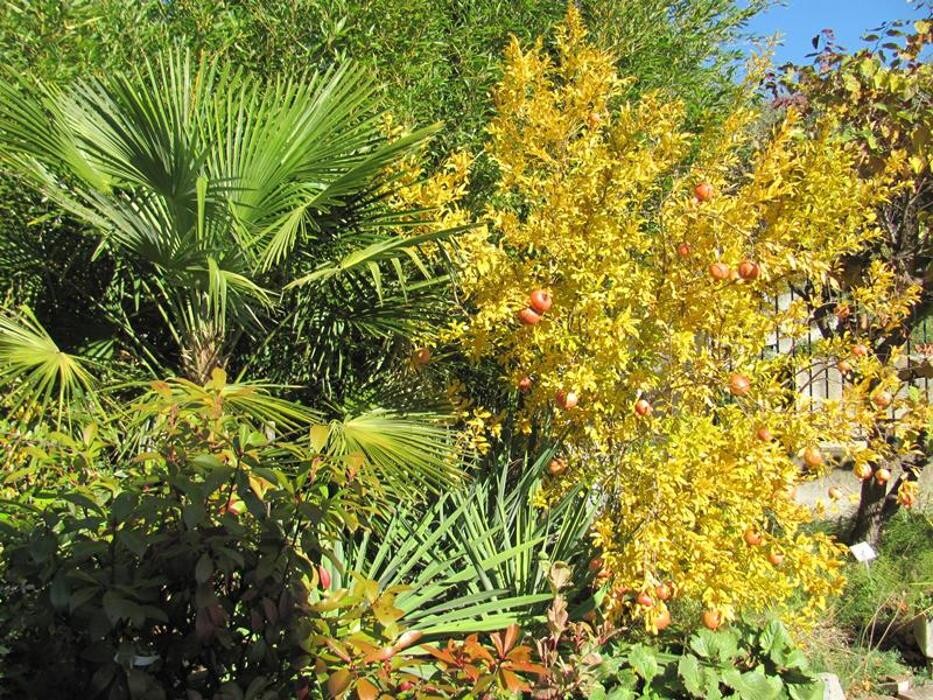 Bilder AustroPalm - Bio-Gärtnerei