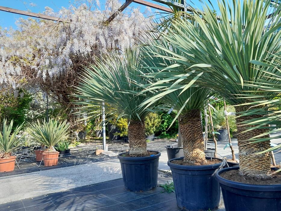 Bilder AustroPalm - Bio-Gärtnerei