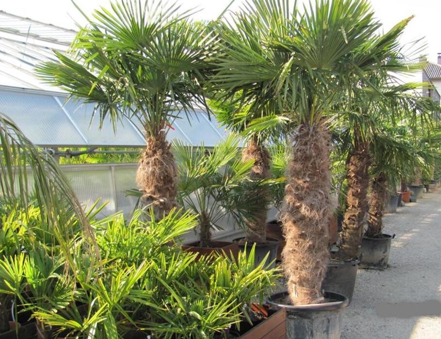 Bilder AustroPalm - Bio-Gärtnerei