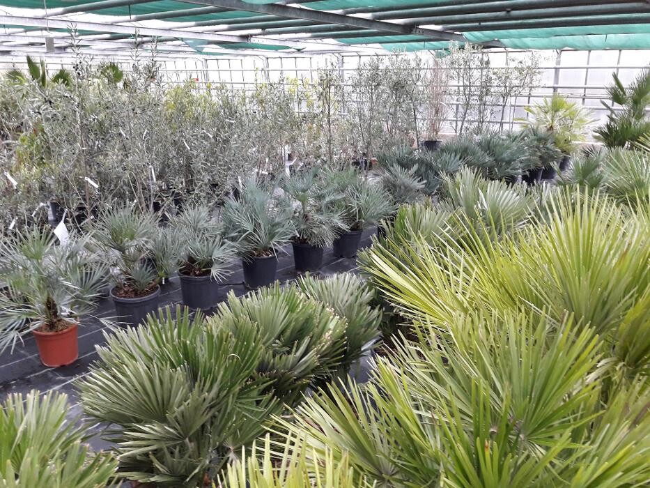 Bilder AustroPalm - Bio-Gärtnerei