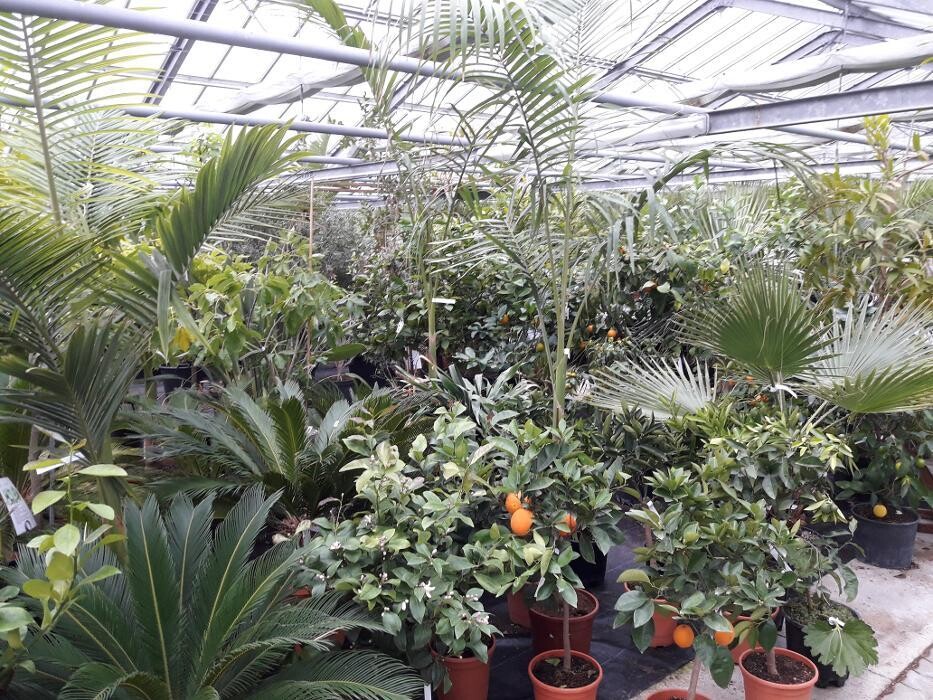 Bilder AustroPalm - Bio-Gärtnerei